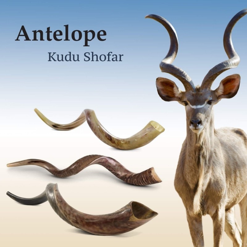 Pomegranates Jerusalem Hand Painted Kudu Shofar - Blue